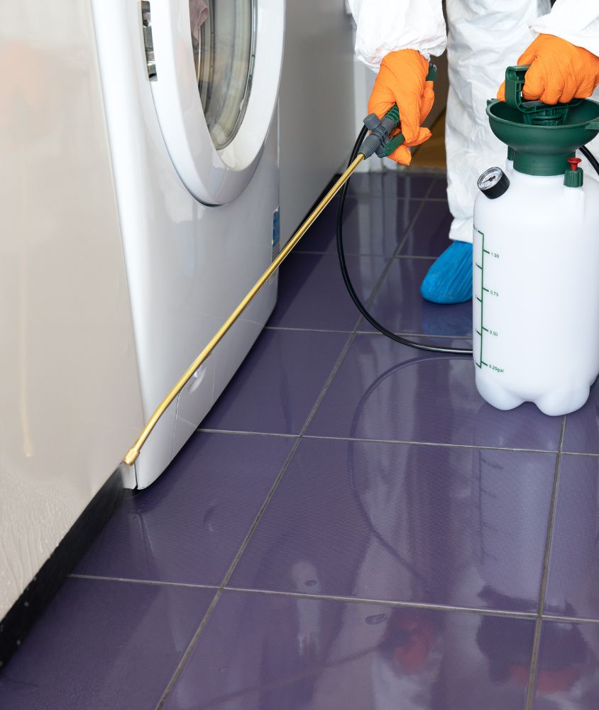 Dedetização em Santa Maria